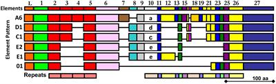 Recombinant SpTransformer proteins are functionally diverse for binding and phagocytosis by three subtypes of sea urchin phagocytes